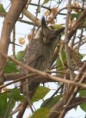 /album/photogallery/northern-white-faced-scops-owl-jpg/